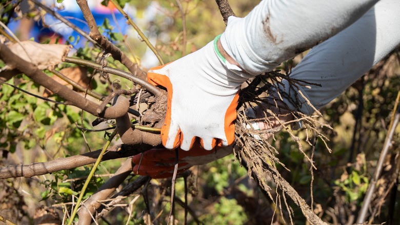 Bush Removal — professional lawn care & landscaping in the DMV