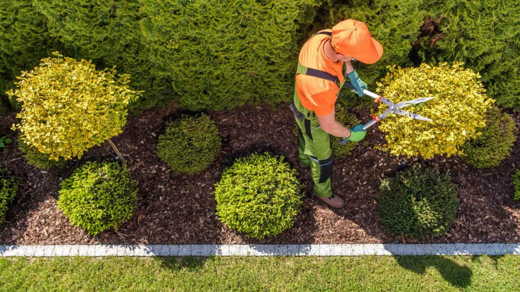 Tree & Shrub Care — professional lawn care & landscaping in the DMV