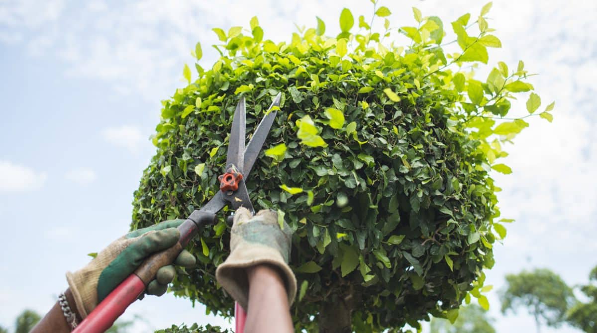 Tree Trimming & Pruning — professional lawn care & landscaping in the DMV