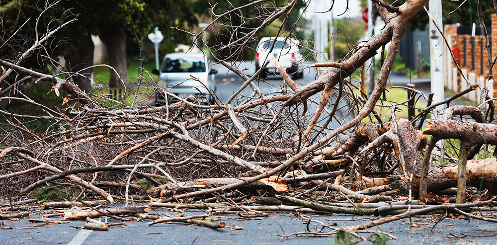 Storm Cleanup — professional seasonal services in the DMV